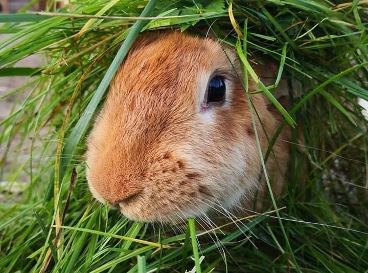 Mini-Zoo - Wiewiórkownia [-10% z Kartą] 