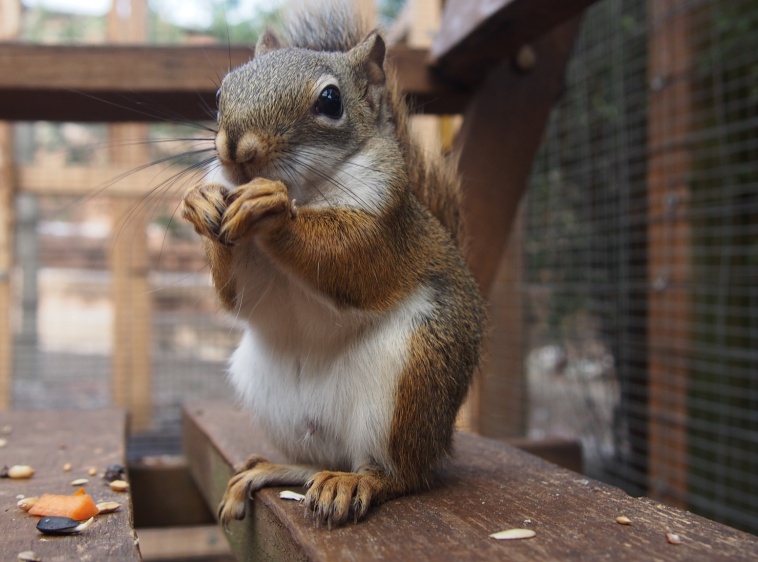 Mini-Zoo - Wiewiórkownia [-10% z Kartą] 